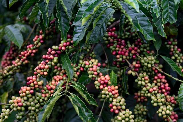 De Coffea Arabica plant